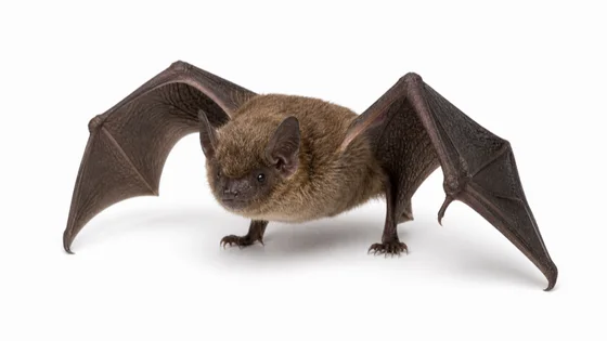 Bat pest identification image