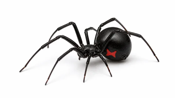 Black Widow Spider pest identification image