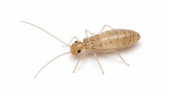 Booklouse / Psocid pest identification image