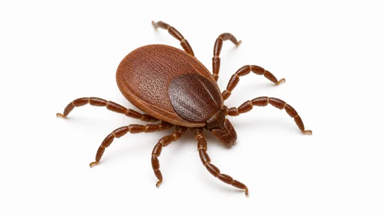 Brown Dog Tick pest identification image