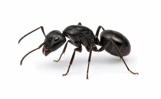 Carpenter Ant pest identification image