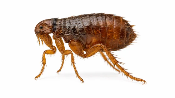 Cat Flea pest identification image