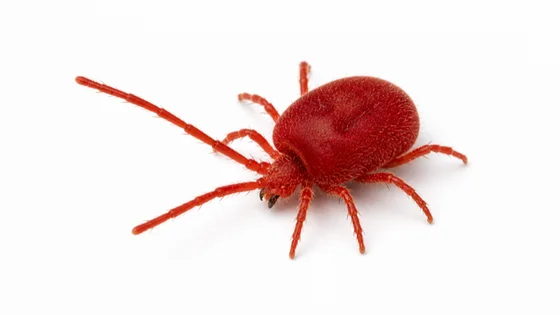 Clover Mite pest identification image
