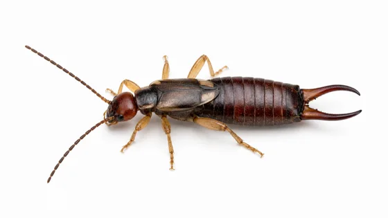 Earwig pest identification image