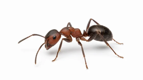 Field Ant pest identification image