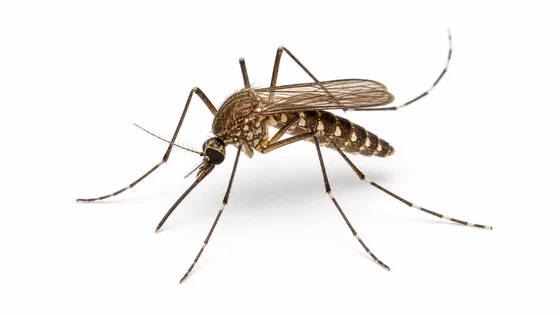 Floodwater Mosquito pest identification image