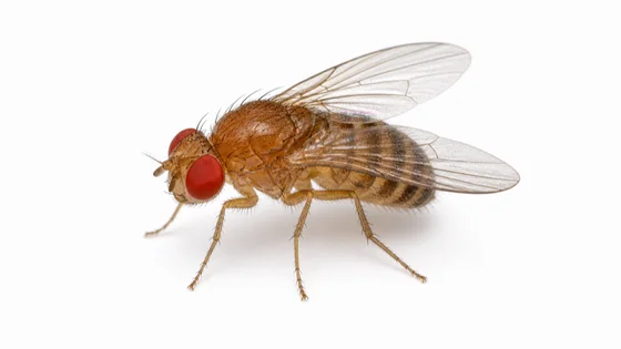 Fruit Fly pest identification image