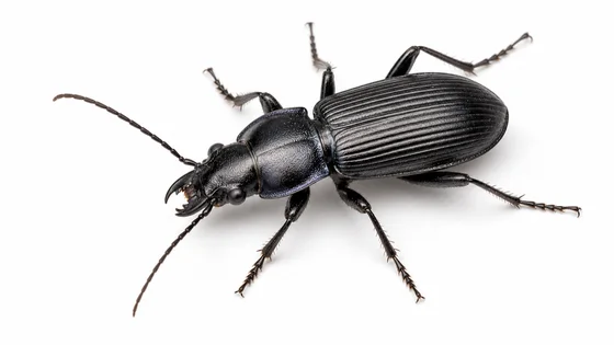 Ground Beetle pest identification image