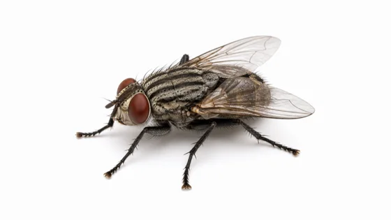 House Fly pest identification image