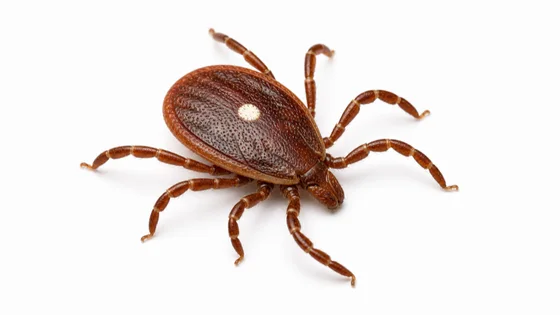 Lone Star Tick pest identification image