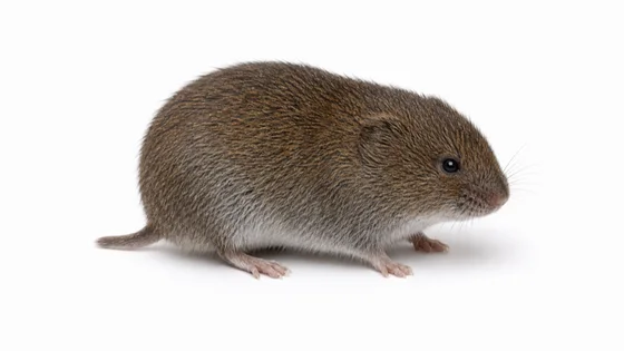 Meadow Vole pest identification image