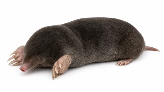 Mole pest identification image
