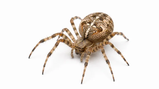 Orb-Weaver Spider pest identification image