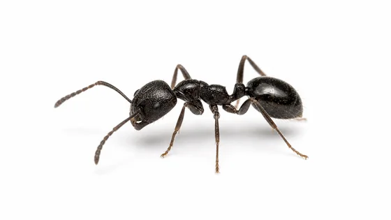 Pavement Ant pest identification image