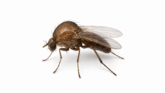 Phorid Fly pest identification image