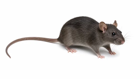 Roof Rat pest identification image