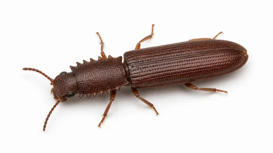 Sawtoothed Grain Beetle pest identification image