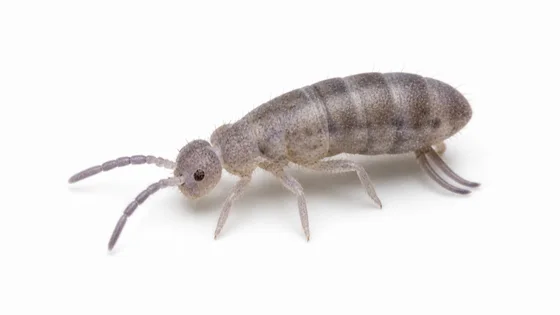 Springtail pest identification image