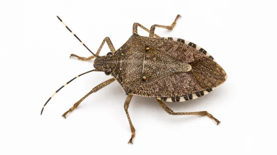 Brown Marmorated Stink Bug pest identification image