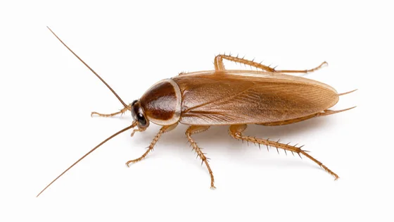 Pennsylvania Wood Cockroach pest identification image