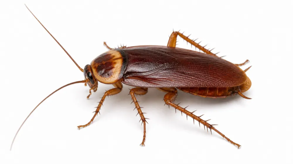 American Cockroach comparison pest image