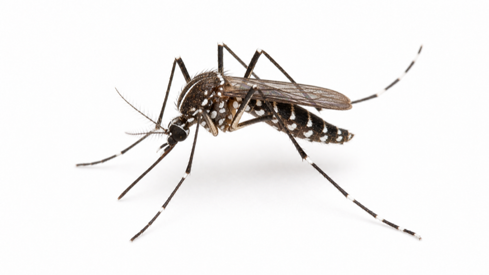 Asian Tiger Mosquito macro pest image