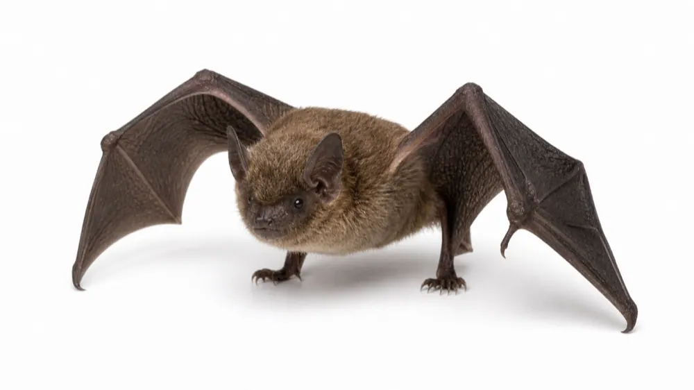 Bat macro pest image