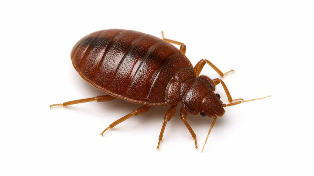 Bed Bug comparison pest image