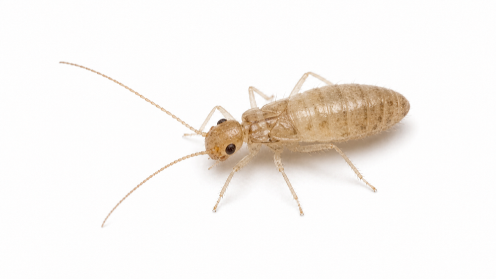 Booklouse / Psocid macro pest image