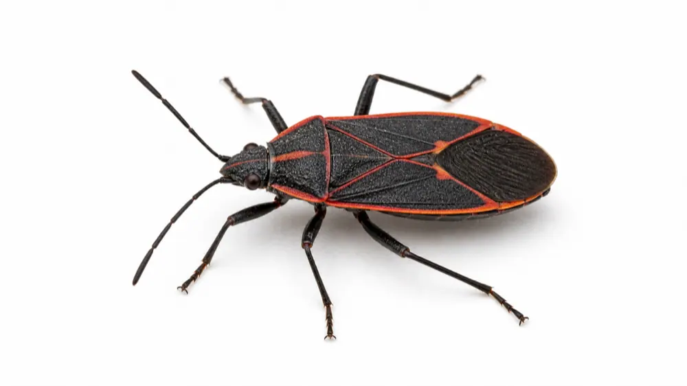 Boxelder Bug comparison pest image