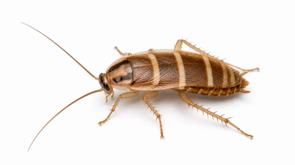 Brown-Banded Cockroach comparison pest image