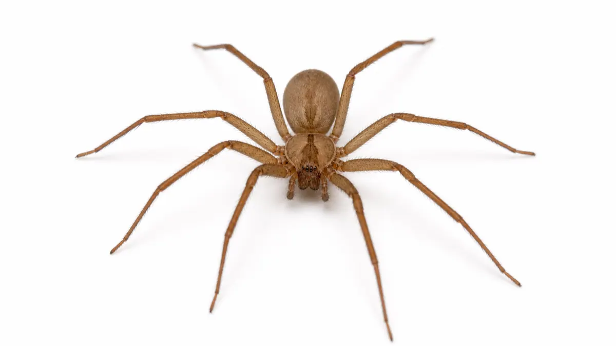 Brown Recluse comparison pest image