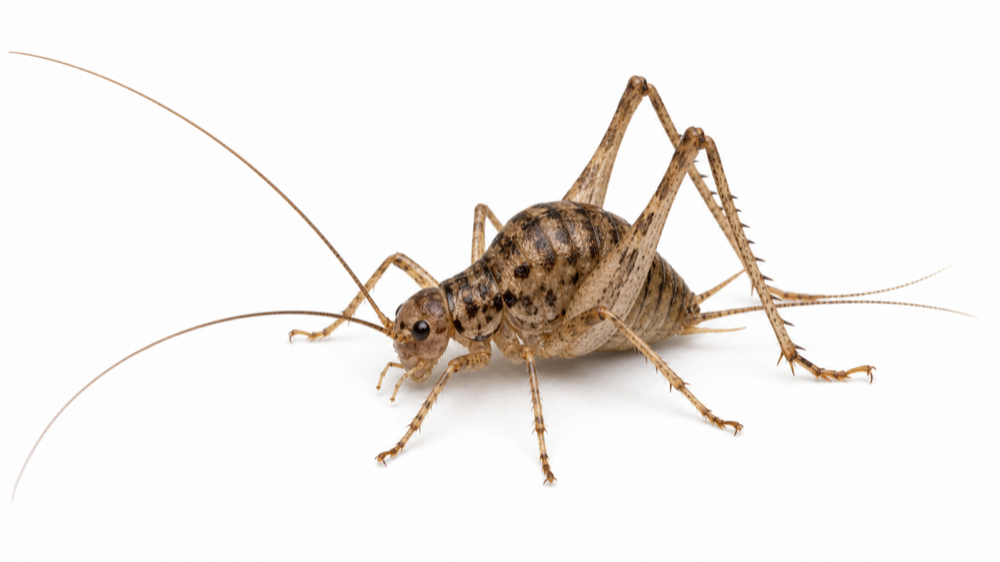 Camel Cricket pest guide image