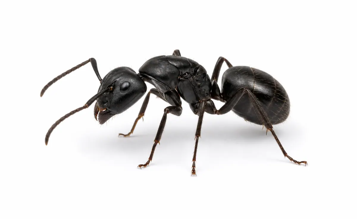 Carpenter Ant macro pest image