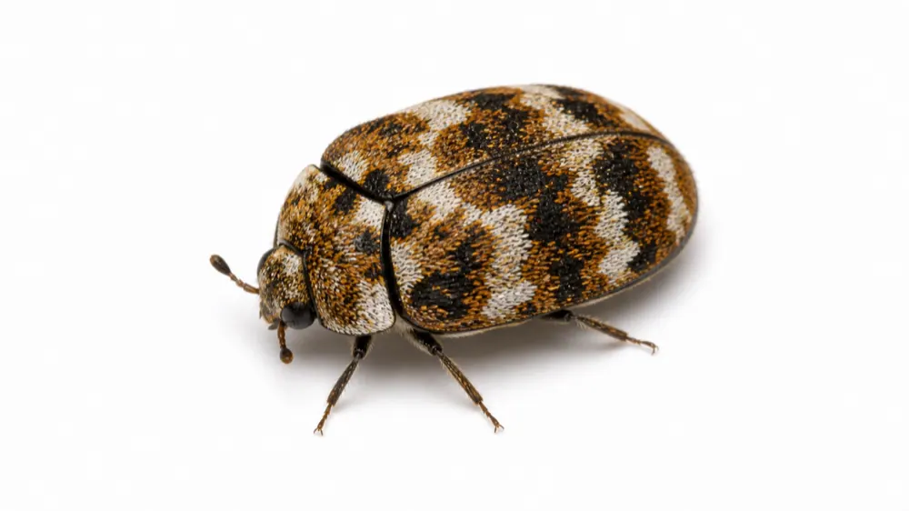 Carpet Beetle macro pest image