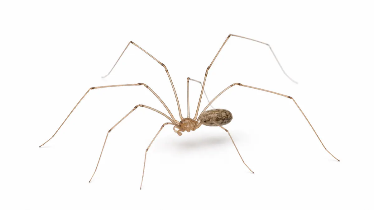Cellar Spider comparison pest image