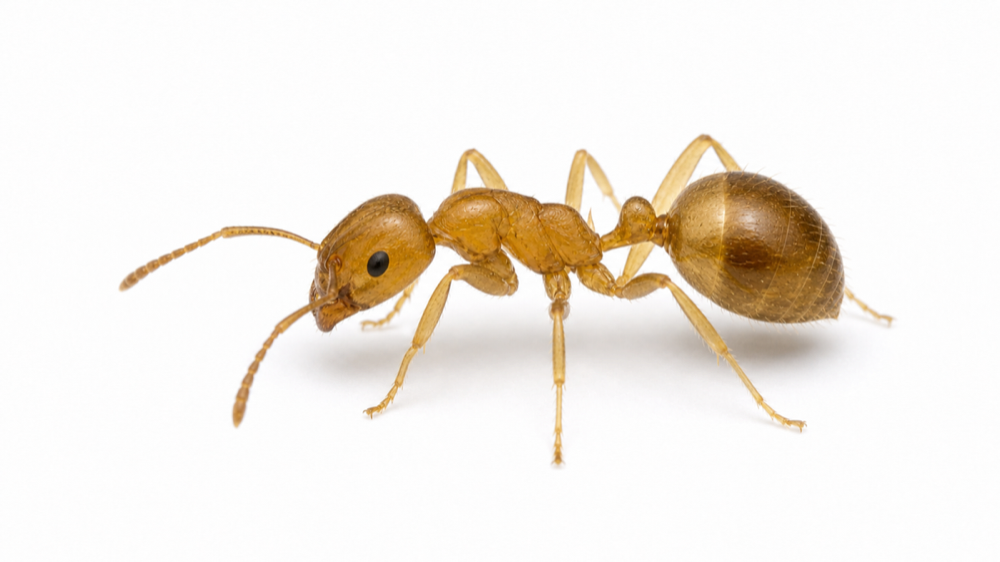 Citronella Ant macro pest image