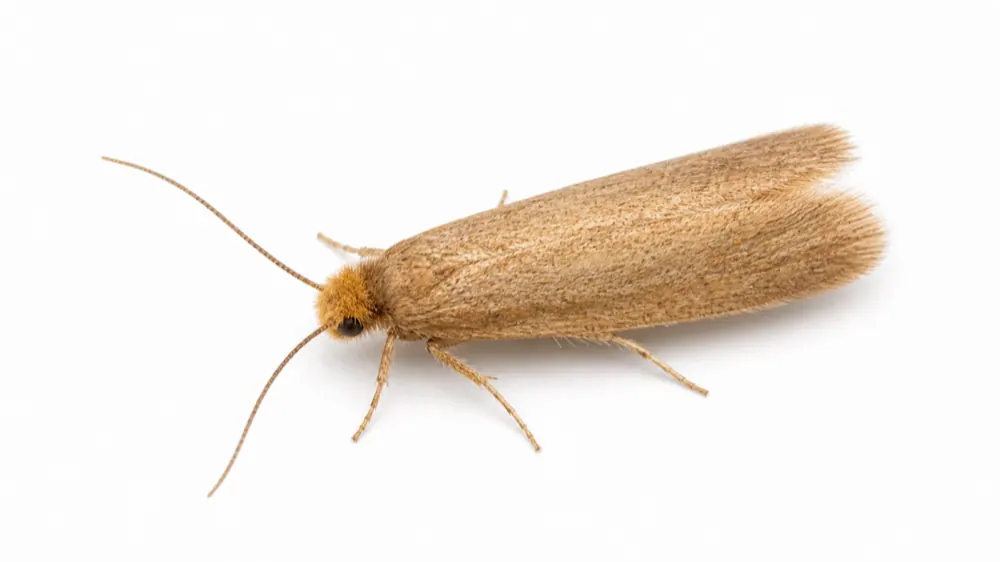 Clothes Moth macro pest image