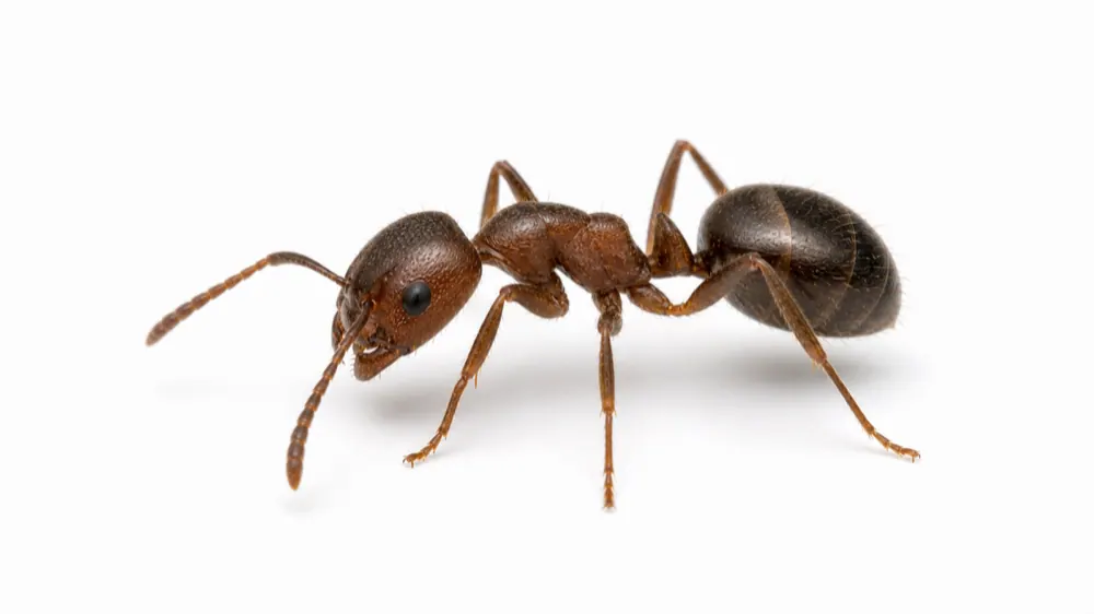 Cornfield Ant macro pest image