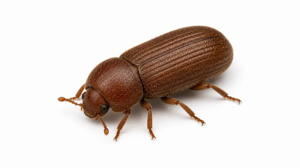 Drugstore Beetle pest guide image