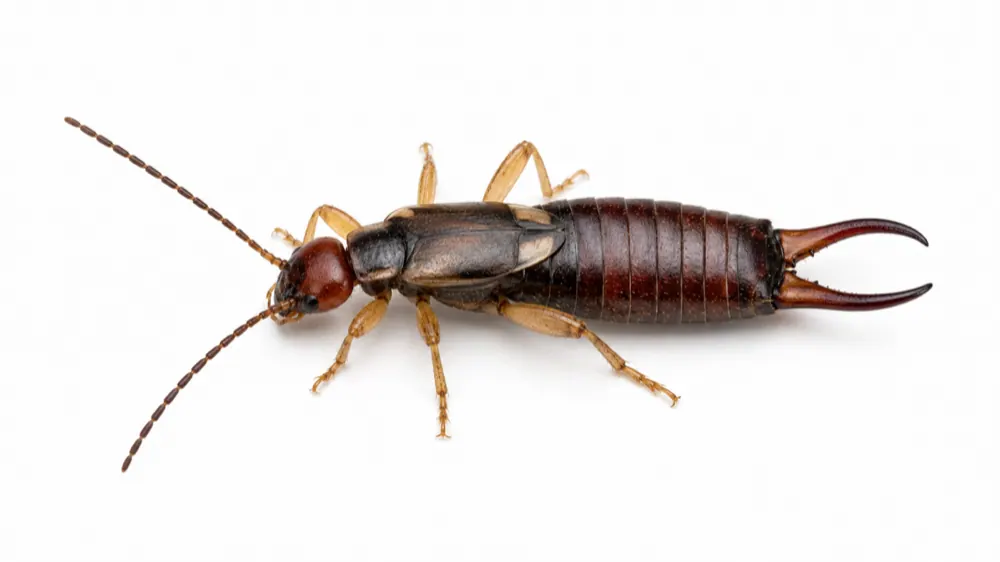 Earwig pest guide image