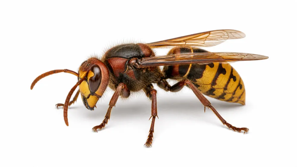 European Hornet comparison pest image