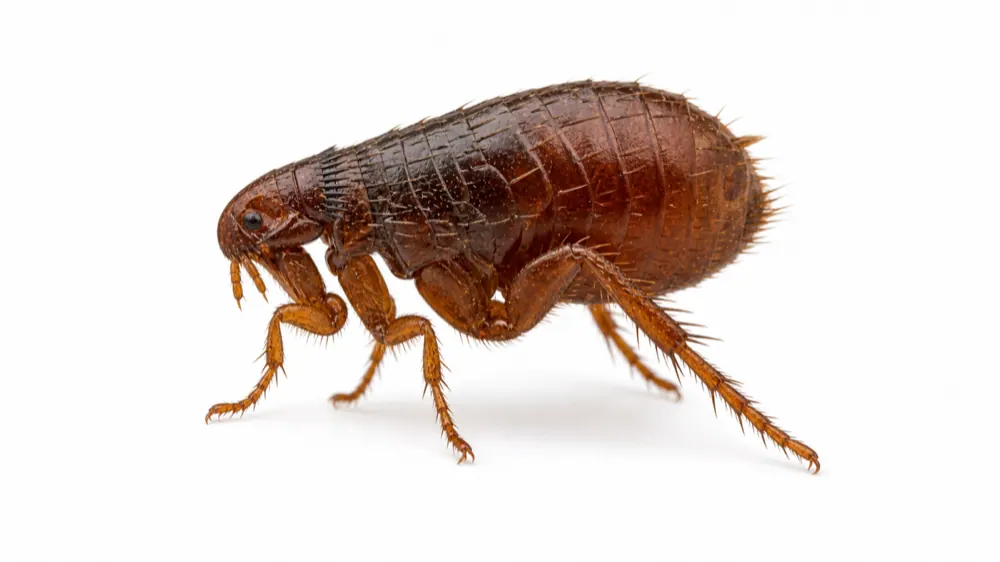 Flea comparison pest image