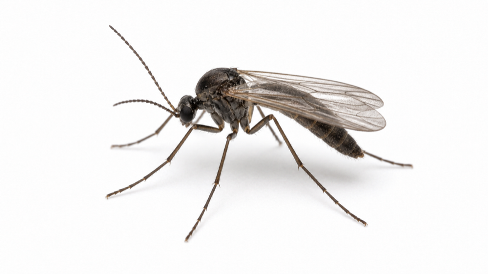 Fungus Gnat macro pest image