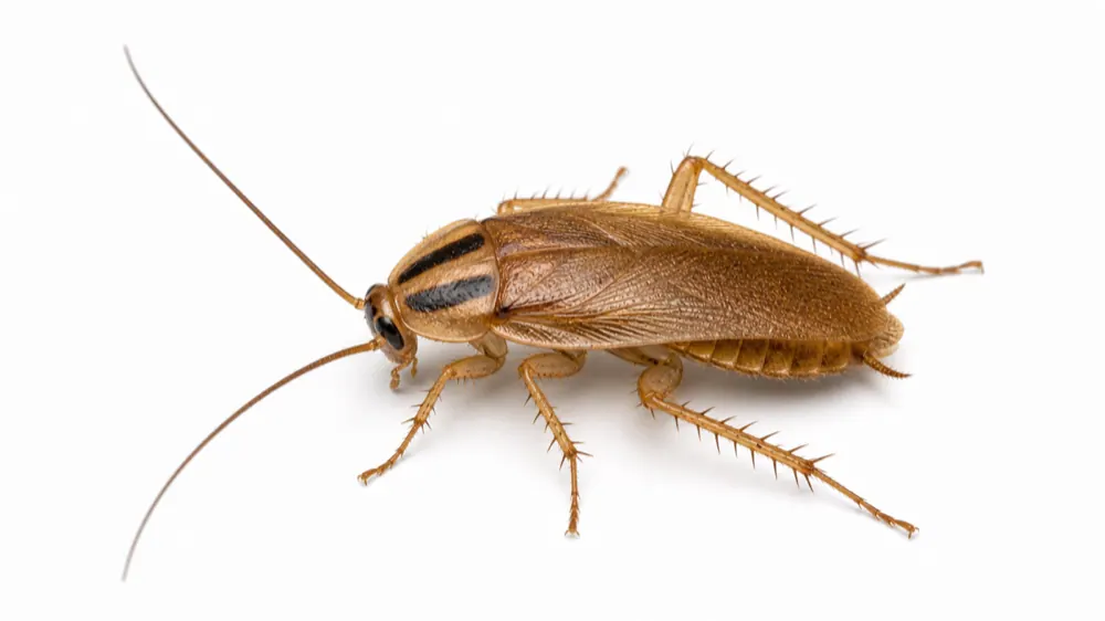 German Cockroach comparison pest image