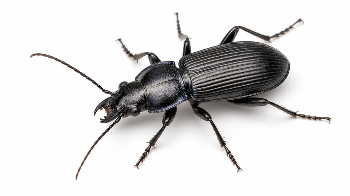 Ground Beetle comparison pest image