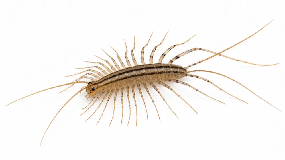House Centipede pest guide image