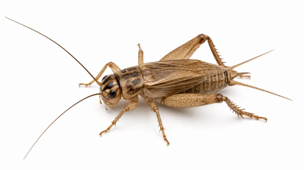 House Cricket macro pest image