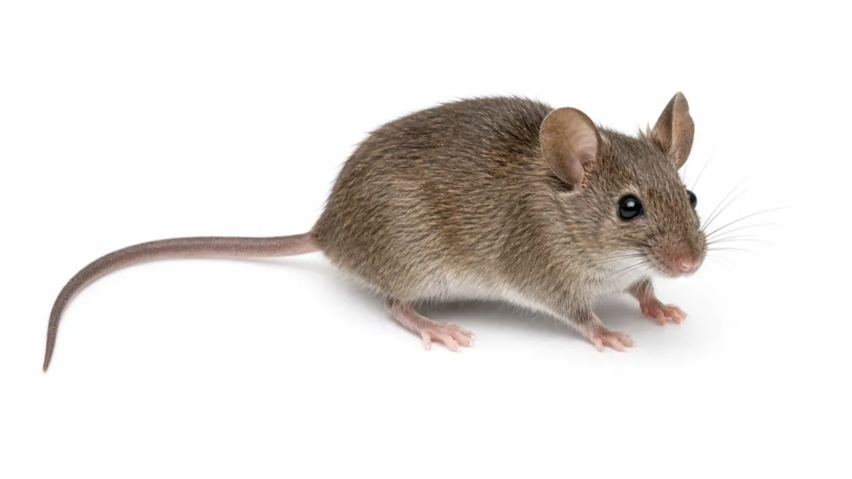 House Mouse comparison pest image