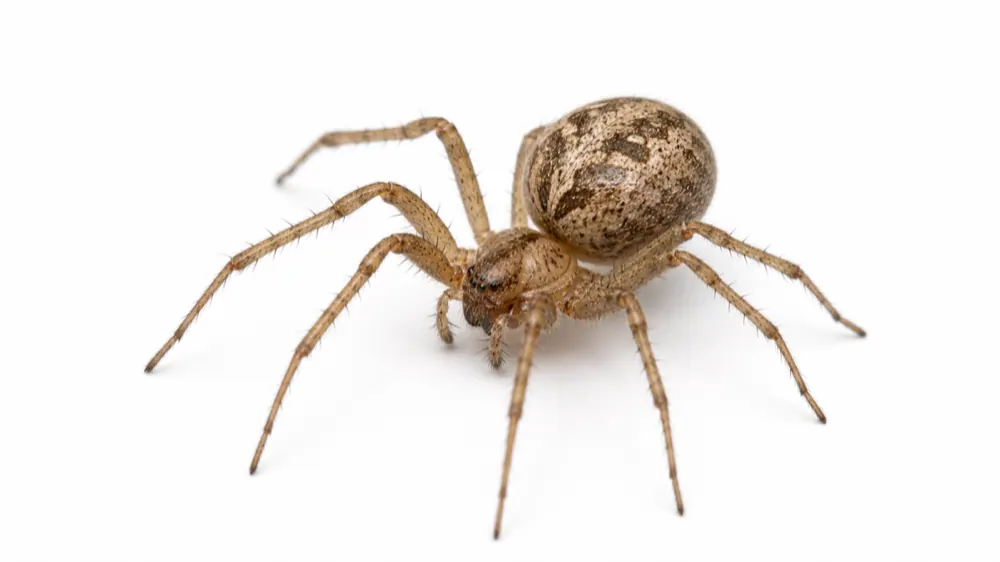 Common House Spider comparison pest image